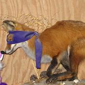 The two Purple Foxes greet each other. Iraq 2006. Photo courtesy of John Sakowicz.
